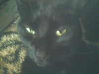 zazzy